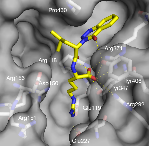 A.T. Garcia-Sosa, S. Sild, U. Maran, Design of Multi-Binding-Site Inhibitors, Ligand Efficiency, and Consensus Screening of Avian Influenza H5N1 Wild-Type Neuraminidase and of the Oseltamivir-Resistant H274Y Variant, Journal of Chemical Information and Modeling, J. Chem. Inf. Model. 2008, Vol. 48, 2074-2080 H5N1 influenza neuraminidase docking virtual screening The binding sites of wild-type avian influenza A H5N1 neuraminidase, as well as those of the Tamiflu (oseltamivir)-resistant H274Y variant, were explored computationally to design inhibitors that target simultaneously several adjacent binding sites of the open conformation of the virus protein.
The compounds with the best computed free energies of binding, in agreement by two docking methods, consensus scoring, and ligand efficiency values, suggest that mimicking a polysaccharide, β-lactam, and other structures, including known drugs, could be routes for multibinding site inhibitor design.
This new virtual screening method based on consensus scoring and ligand efficiency indices is introduced, which allows the combination of pharmacodynamic and pharmacokinetic properties into unique measures.