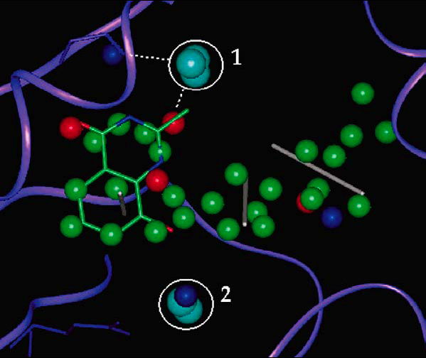 D.G. Lloyd, A.T. Garcia-Sosa, I.L. Alberts, N.P. Todorov, R.L. Mancera, The Effect of Tightly Bound Water Molecules on the Structural Interpretation of Ligand-Derived Pharmacophore Models, Journal of Computer-Aided Molecular Design, J. Comput.-Aid. Mol. Design, 2004, Vol. 18, 89-100 pharmacophore ligand protein drug water molecules alignment Abstract: The importance of the consideration of water molecules in the structural interpretation of ligand-derived pharmacophore models is explored. 
We compare and combine results from recently introduced methods for bound-water molecule identification in protein binding sites and ligand-superposition-based pharmacophore derivation, for the interpretation of ligand-derived pharmacophore models. 
In the analysis of thymidine kinase (HSV-1) and poly (ADP-ribose) polymerase (PARP), the concurrent application of both methods leads to an agreement in the prediction of tightly bound water molecules as key pharmacophoric points in the binding site of these proteins. 
This agreement has implications for approaching binding site analysis and consensus drug design, as it highlights how pharmacophore-based models of binding sites can include interaction features not only with protein groups but also with bound water molecules.
