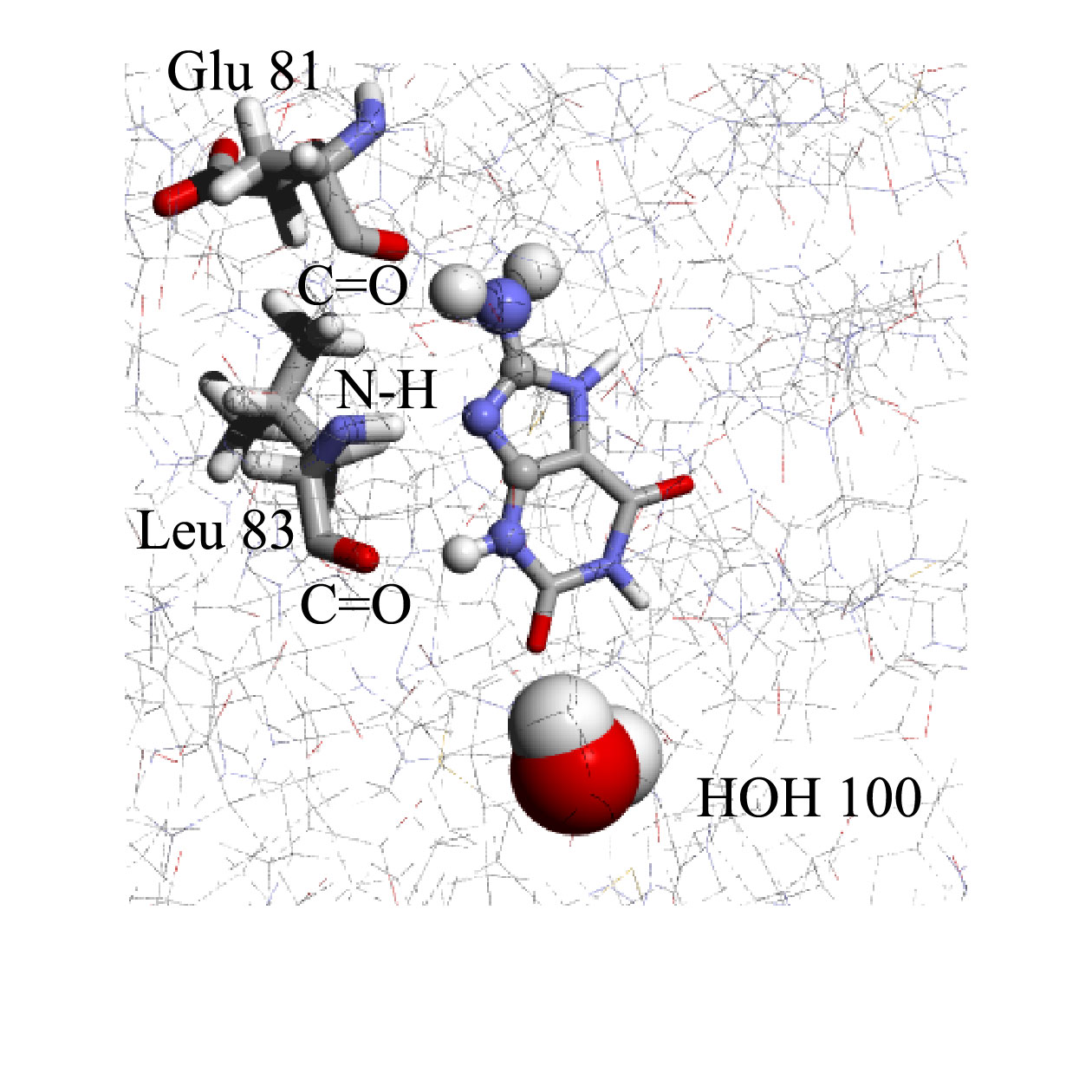 A.T. Garcia-Sosa, R.L. Mancera, The Effect of a Tightly-Bound Water Molecule on Scaffold Diversity in the Computer-Aided de novo Ligand Design of CDK2 Inhibitors, Journal of Molecular Modeling, J. Mol. Model. 2006, Vol. 12, Issue 4, 422-431 CDK2 water drug design de novo discovery ligand Abstract: We have determined the effects that tightly bound water molecules have on the de novo design of cyclin-dependent kinase-2 (CDK2) ligands.
In particular, we have analyzed the impact of a specific structural water molecule on the chemical diversity and binding mode of ligands generated through a de novo structure-based ligand generation method in the binding site of CDK2.
The tightly bound water molecule modifies the size and shape of the binding site and we have found that it also imposed constraints on the observed binding modes of the generated ligands.
This in turn had the indirect effect of reducing the chemical diversity of the underlying molecular scaffolds that were able to bind to the enzyme satisfactorily.